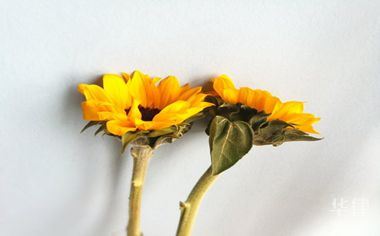 软件著作侵权的后果是什么
