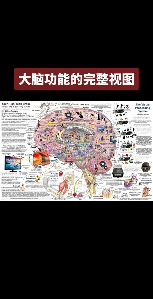 脑科学可视化:借助高科技手段,揭示大脑构造与运作的秘密?